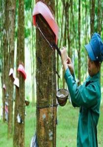 Thông tin về xuất khẩu cao su tăng mạnh trong 2 tháng đầu năm 2021