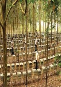 Thông tin về cơ hội lớn cho Việt Nam đẩy mạnh xuất khẩu mật ong sang  EU