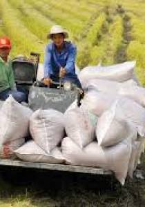 BÁO CÁO DIỄN BIẾN, ĐÁNH GIÁ  TRIỂN VỌNG XUẤT KHẨU GẠO VÀ DỰ BÁO THÁNG 3/2026